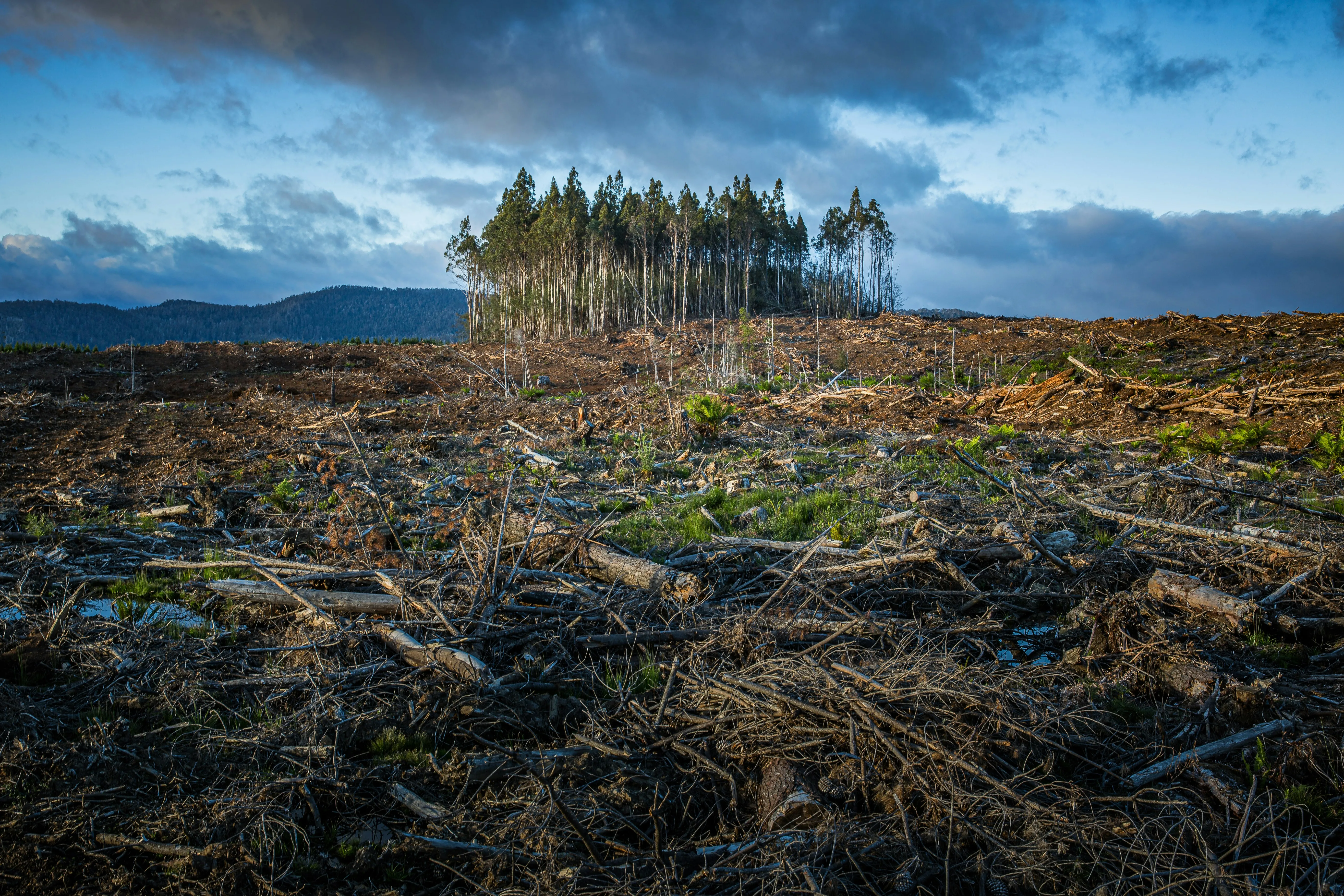 A small amount of trees surrounded by a large area of clear cut